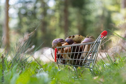 Shopping cart filled with freshly picked wild mushrooms in green forest