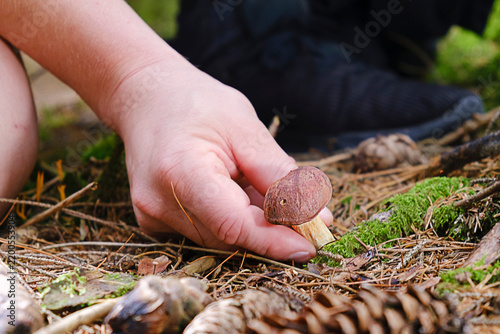 Hand picking small wild mushroom from forest floor