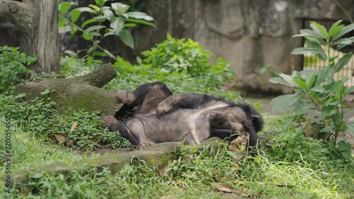 Asiatic Black Bear Sleeping Belly Up on Grass