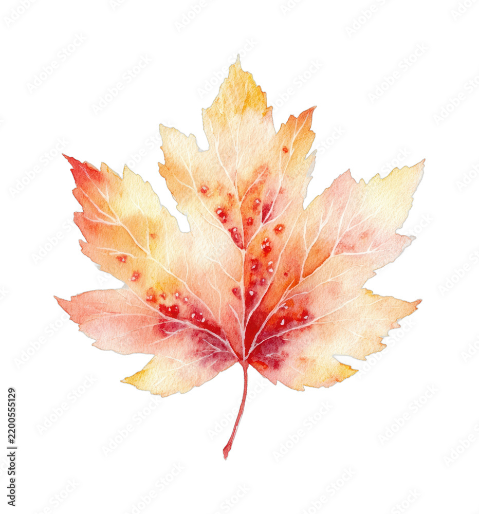 Obraz premium PNG Watercolor autumn maple leaf transparent isolated illustration