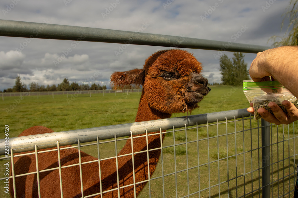 Obraz premium A young brown Alpaca being fed through a fence on an Alpaca Farm