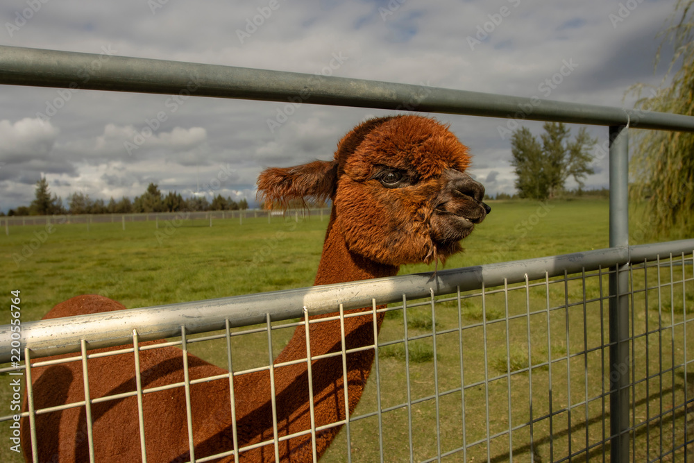 Fototapeta premium Close up of a young brown Alpaca looking through a fence