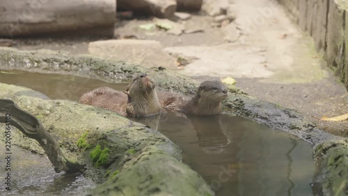 Two Otters Playing Together in Shallow Water
