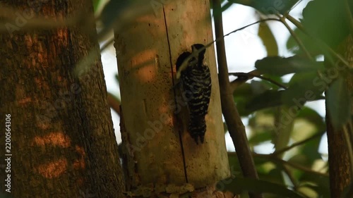 Sunda Pygmy Woodpecker (Yungipicus moluccensis) feeds its hungry chicks inside a tree trunk cavity, capturing natural parental care and wildlife behavior in a tropical habitat.