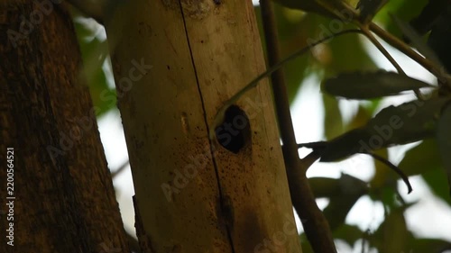 Sunda Pygmy Woodpecker (Yungipicus moluccensis) clings beside its nest cavity, checking its chicks against a soft backdrop of lush tropical green leaves in its natural habitat.