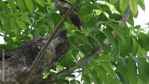 A Coppersmith barbet surveys its surroundings from within its nest hole in a tree trunk before flying off to forage again.
