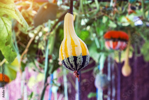 Картината върху платно Ornamental pear-shaped gourd with yellow and dark green striped patterns hanging from vine in organic greenhouse