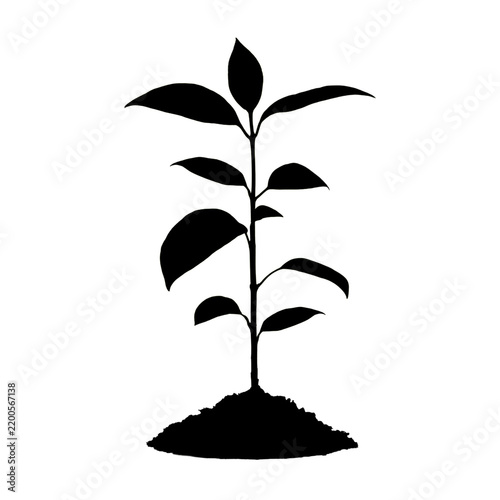Black plant isolated on white and tree silhouette