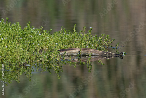 grass in the water