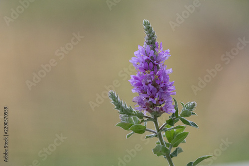 purple flower in the yard
