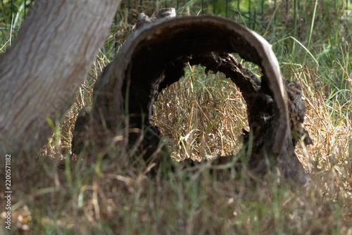 old tree trunk