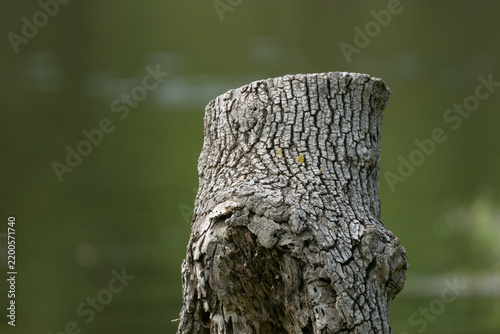 tree stump 