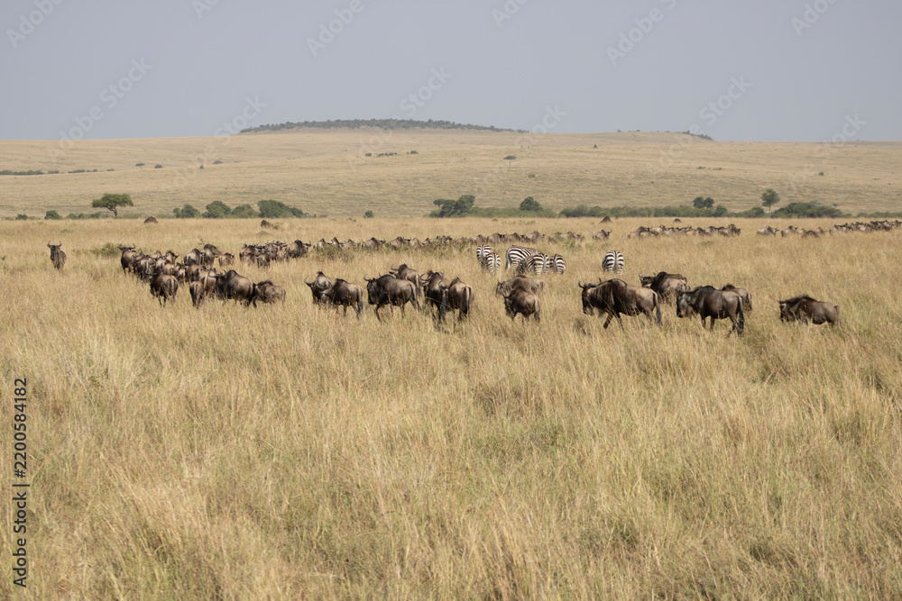 Fototapeta premium Herd of wildebeest, herd of zebra, savanna, great migration, Kenya