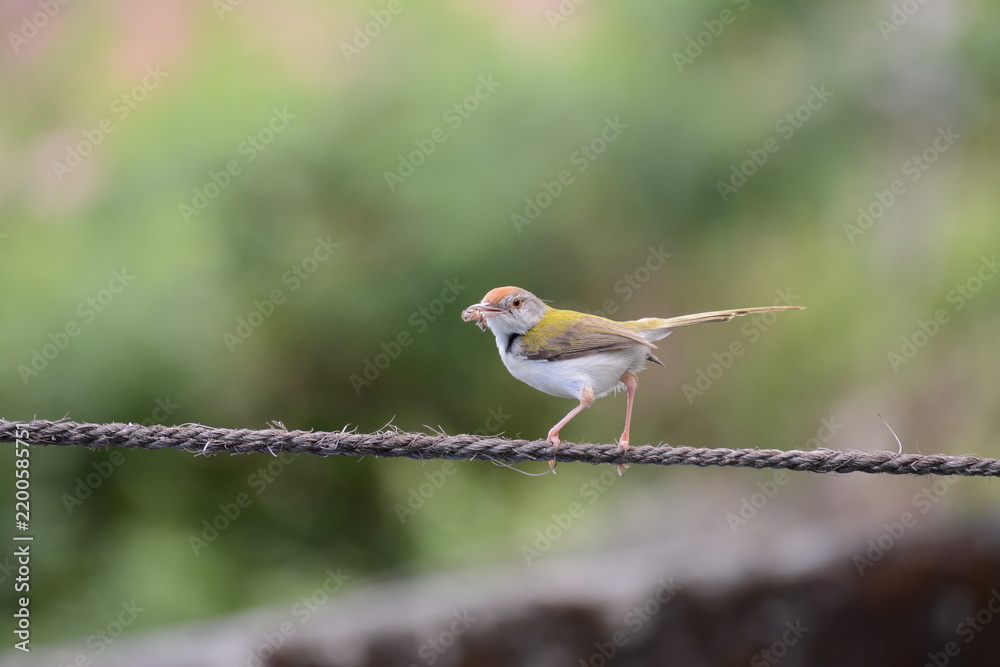 Obraz premium Tailorbird perched on a wire holding an insect in its beak 3
