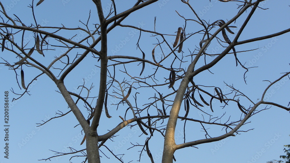 Obraz premium Bare tree branches with seed pods against a clear blue sky