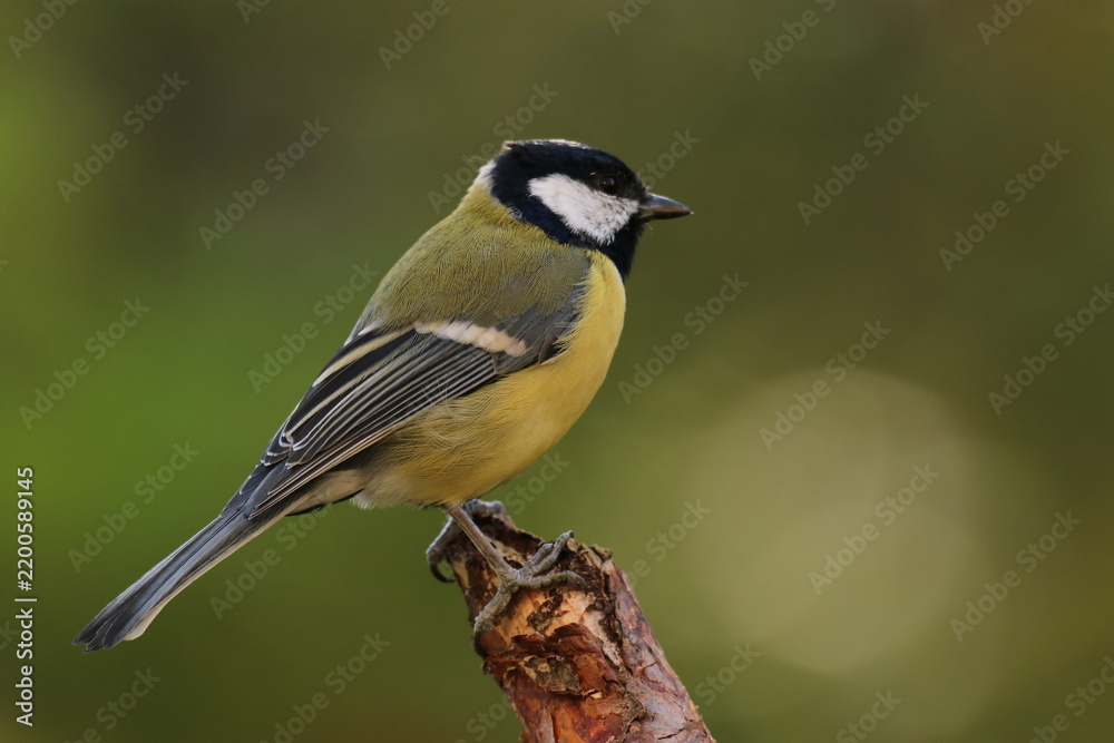 Obraz premium The Swedish bird 