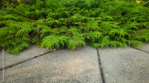 Foto Russian Cypress (Microbiota decussata) — A low-growing, feathery evergreen groun