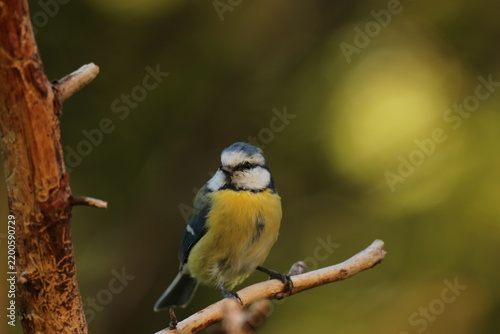 The Swedish bird 