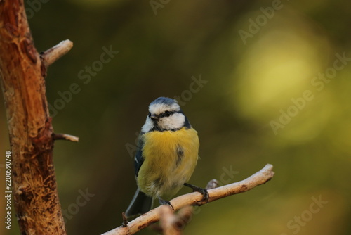 The Swedish bird 