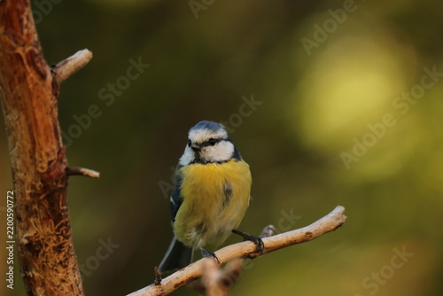 The Swedish bird 