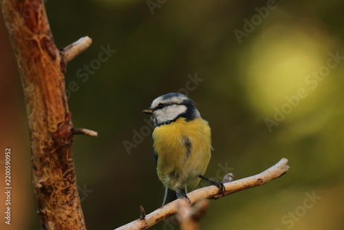 The Swedish bird 