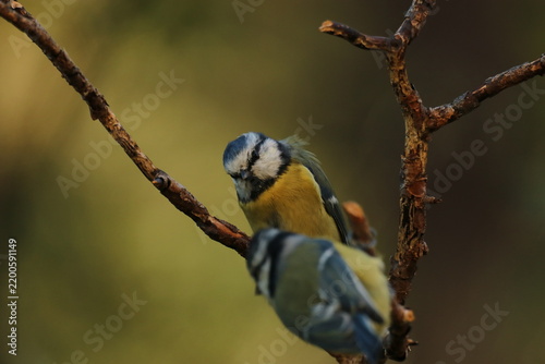 The Swedish bird 