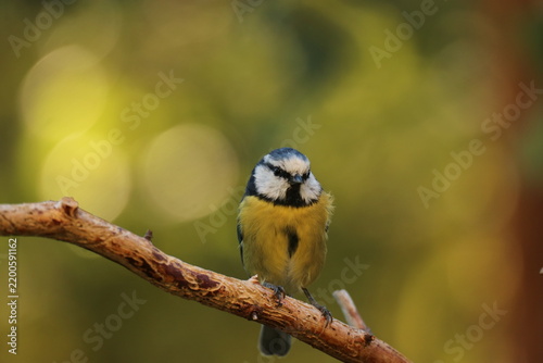 The Swedish bird 