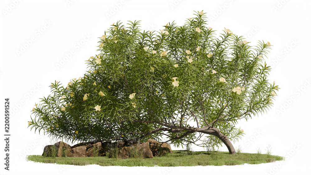 Obraz premium Broad blossoming shrub covered in pale yellow flowers on a rocky lawn bed, isolated on a transparent background for garden landscape design and architectural postproduction