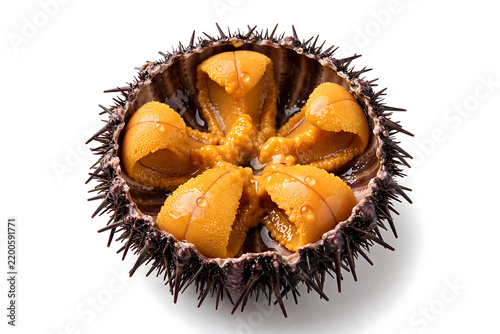 Fresh Sea Urchin Uni in Open Shell Isolated on White Background
