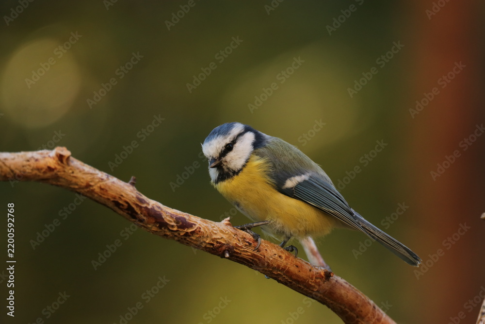 Obraz premium the Swedish bird looking for food
