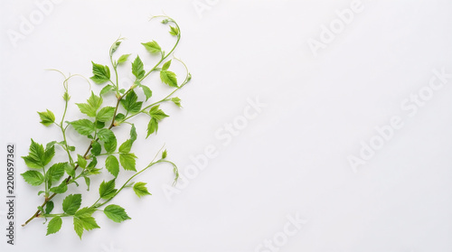 Climbing Ivy Plant on White Wall
