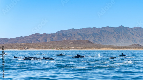 Pod of Wild Dolphins Swimming Along the Rugged Coastline of Baja California, Mexico