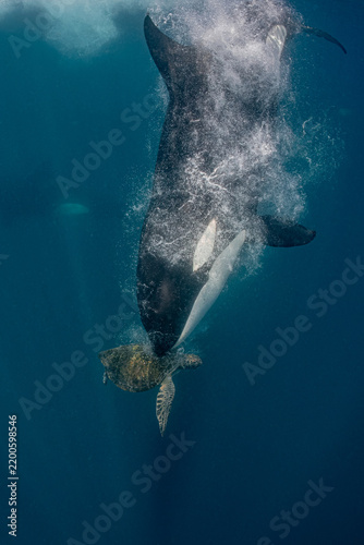 Wild Orca Diving Toward a Sea Turtle in Deep Blue Ocean Waters