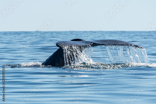 Humpback Whale Tail Rising Above the Ocean with Water Cascading from Its Flukes