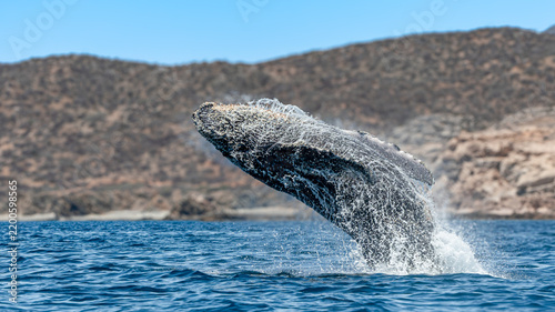 Spectacular Humpback Whale Breaching Out of the Ocean Near a Rugged Coastline