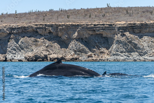 Humpback Whale Mother and Calf Swimming Together Along a Rugged Rocky Coastline