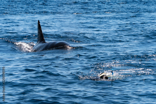 Wild Killer Whale Swimming towards a person in the Open Ocean