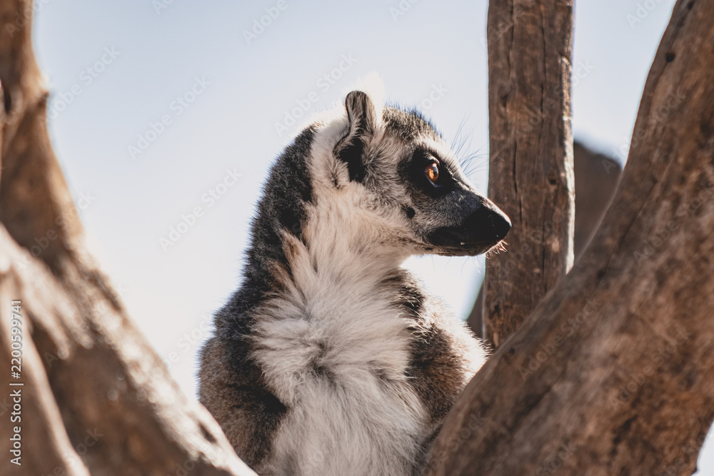 Obraz premium Close up of lemur 