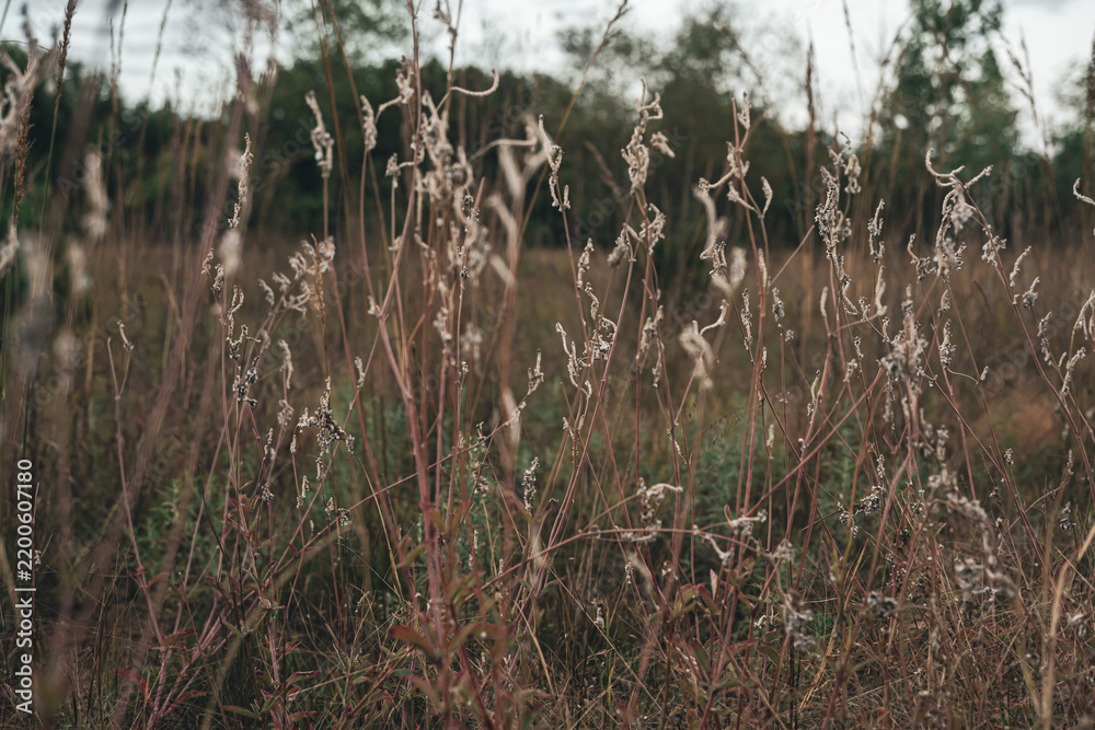 Obraz premium Golden Dried Wildflowers and Grassy Reeds in a Prairie Landscape. Autumn Background Banner
