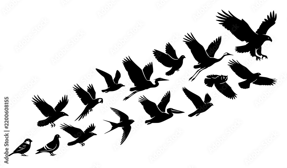 Fototapeta premium Title: Flying Birds Silhouette Vector Collection with Dynamic Wing Poses