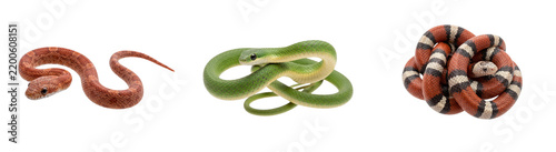 Obraz na płótnie Red green and striped corn snake isolated on transparent background reptile collection for wildlife conservation herpetology research and design layouts