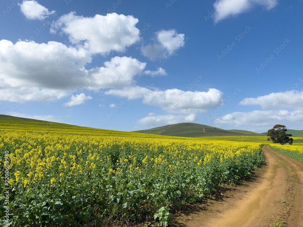 Obraz premium Bright yellow Canola fields in bloom