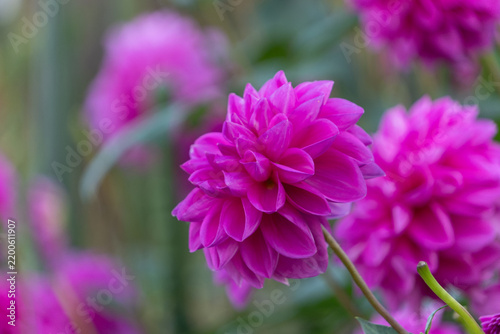 Vibrant Pink Dahlia Flower Blooming in Autumn Garden with Soft Bokeh Background