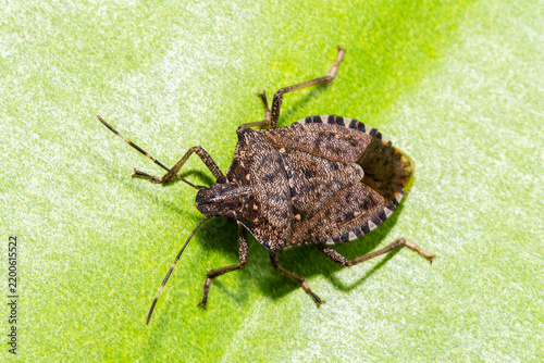 Принти на полотні Punaise diabolique (Halyomorpha halys) en macrophotographie sur une feuille vert