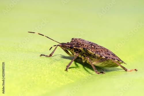 фотографія Punaise diabolique (Halyomorpha halys) en macrophotographie sur une feuille vert