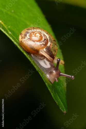 Obraz na plátně Escargot du genre Cepaea (Cepaea sp