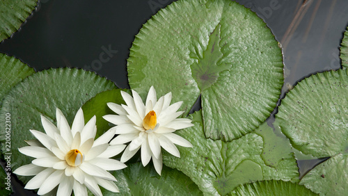 Foto White water lilies blooming in garden pond