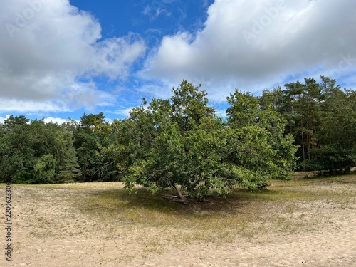Landschaft in den Verdener Dünen in der Lüneburger Heide