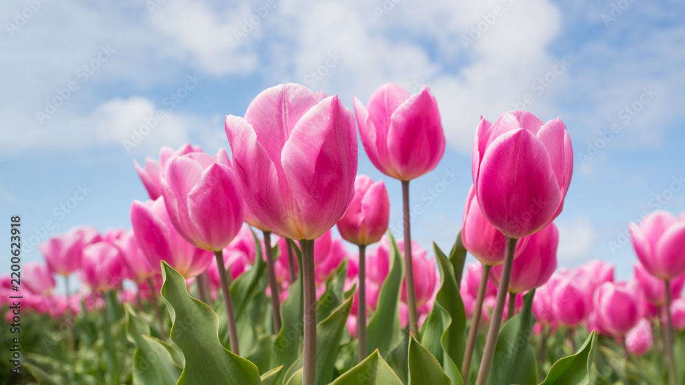 Fototapeta premium Pink tulip flowers field blooming in spring