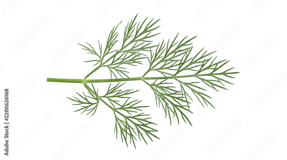 Fototapeta premium Fresh Green Dill Sprig Photo Isolated on Black Background Concept